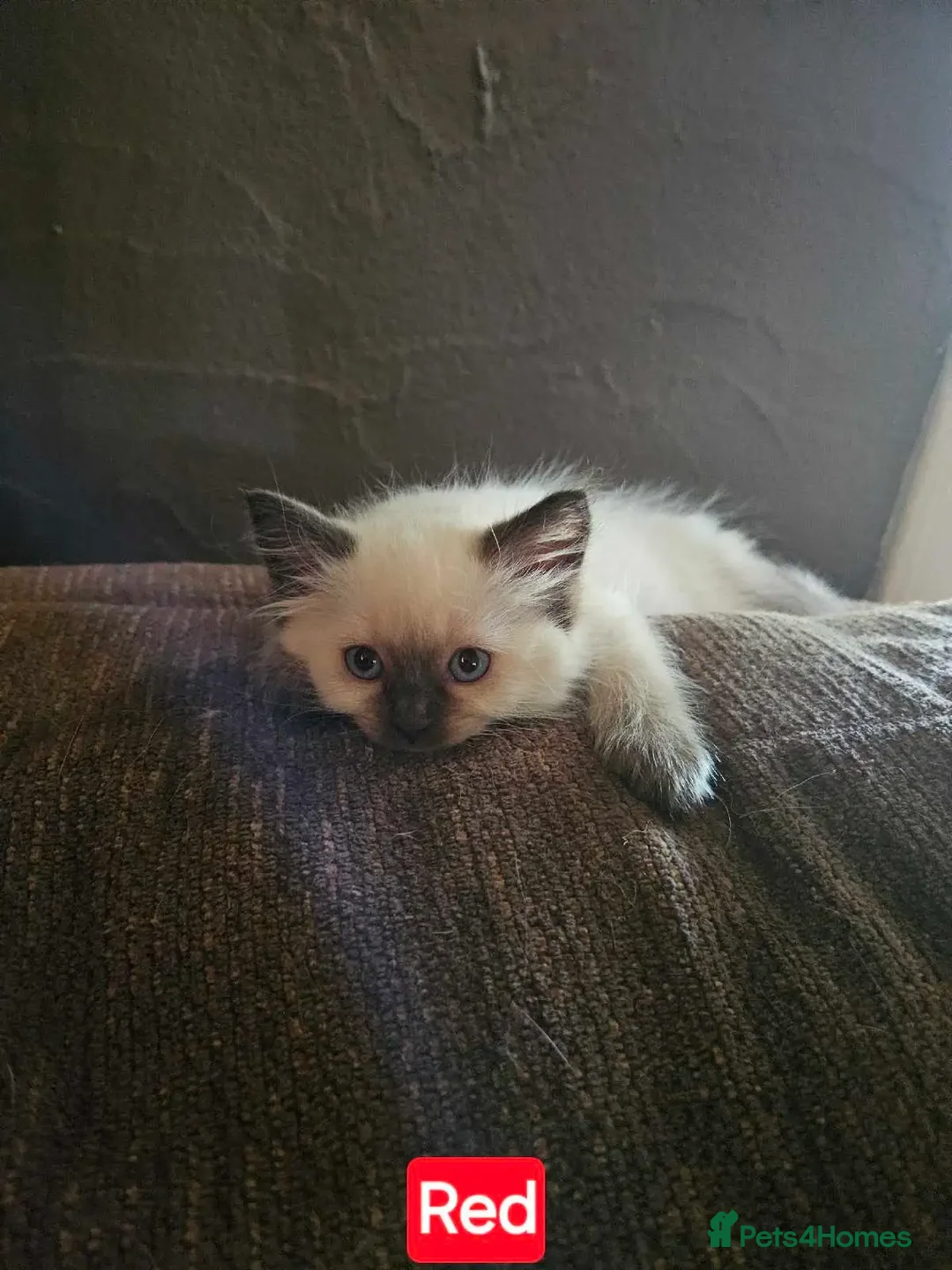 Ragdoll cats for sale: A few ragdolls - Advert 2