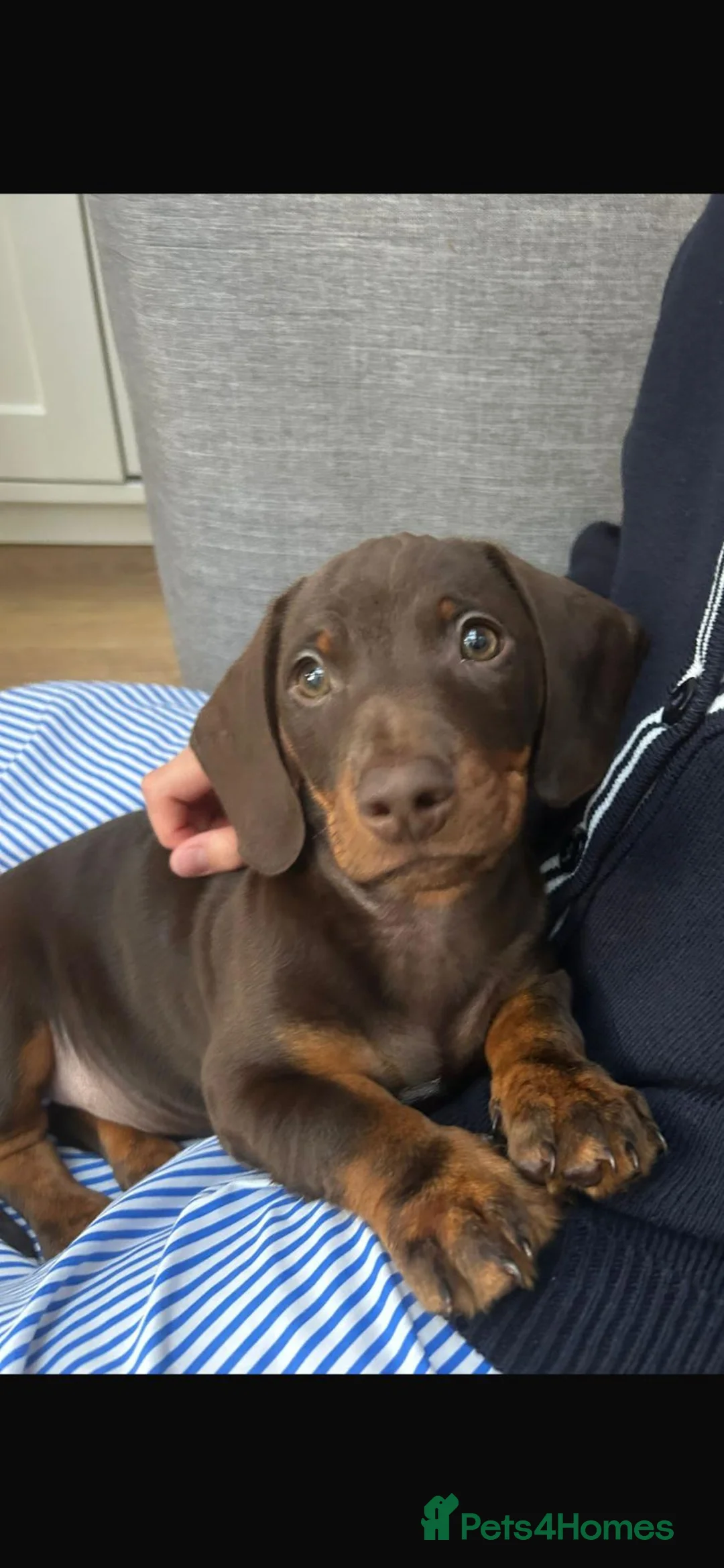 Miniature Dachshund dogs for sale: 8 month old Male Miniature Dachshund  - Advert 1