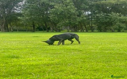 Mixed Breed dogs for sale: Czech Shepherd x Dutch herder for sale - Image 4