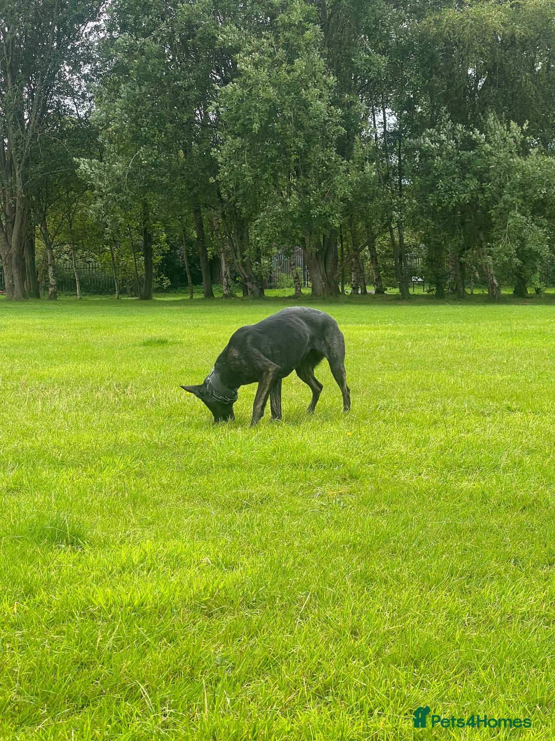 Mixed Breed dogs for sale: Czech Shepherd x Dutch herder for sale - Image 4