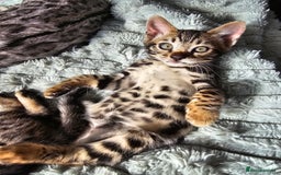 Bengal cats for sale: 3 HIGH QUALITY, PURE BLOODLINE BENGAL KITTENS  - Image 7
