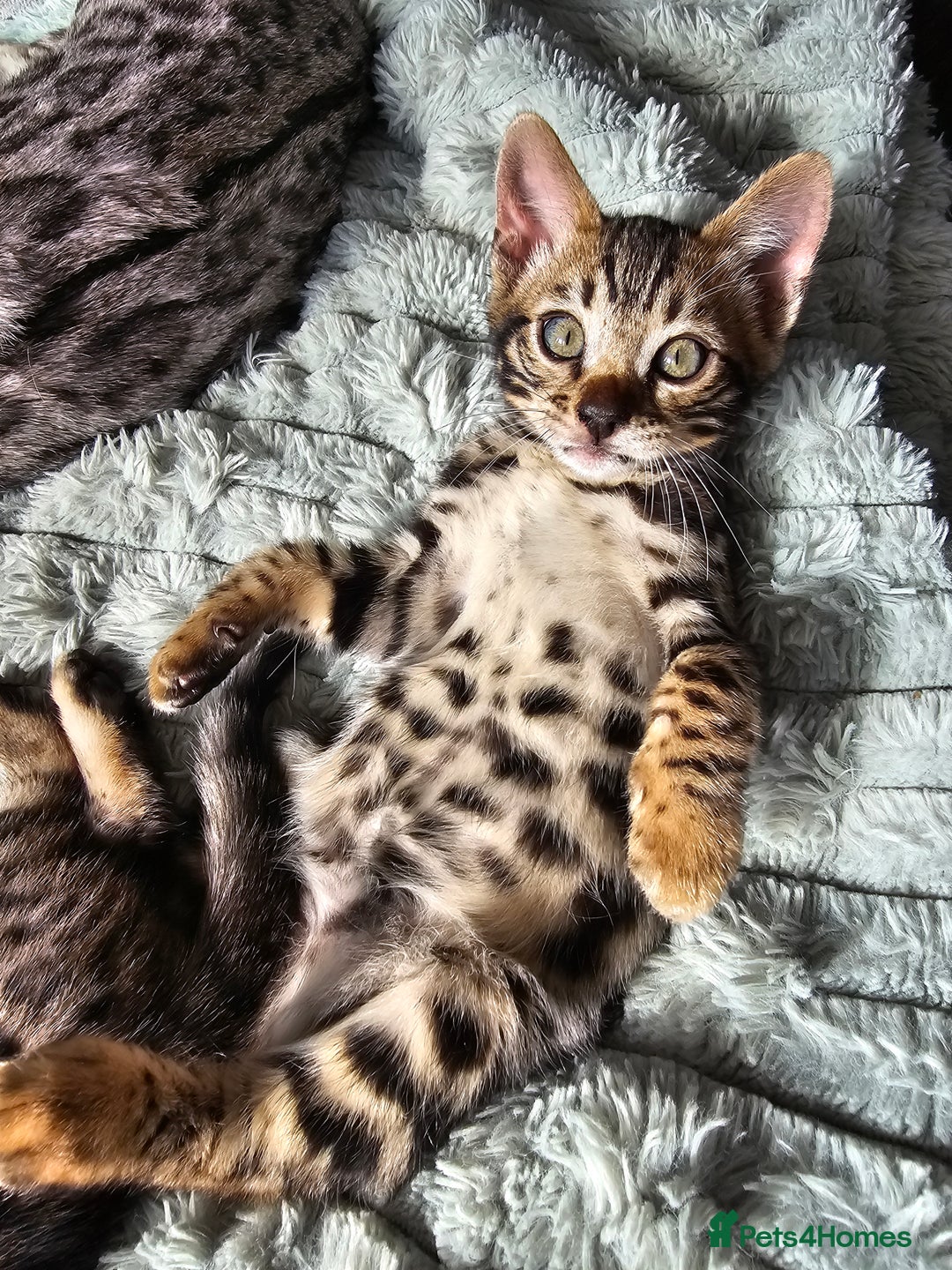 Bengal cats for sale: 3 HIGH QUALITY, PURE BLOODLINE BENGAL KITTENS  - Image 7