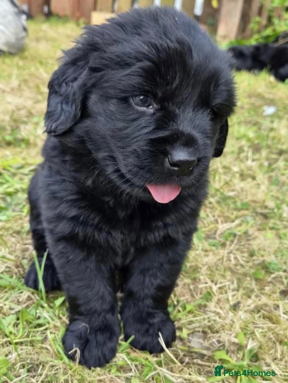 Newfoundland dogs Beautiful Newfoundland Puppies - Advert 1