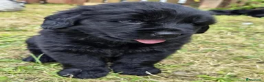 Newfoundland 1