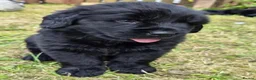 Newfoundland dogs for sale: Beautiful Newfoundland Puppies in Kingston upon Thames - Advert 1