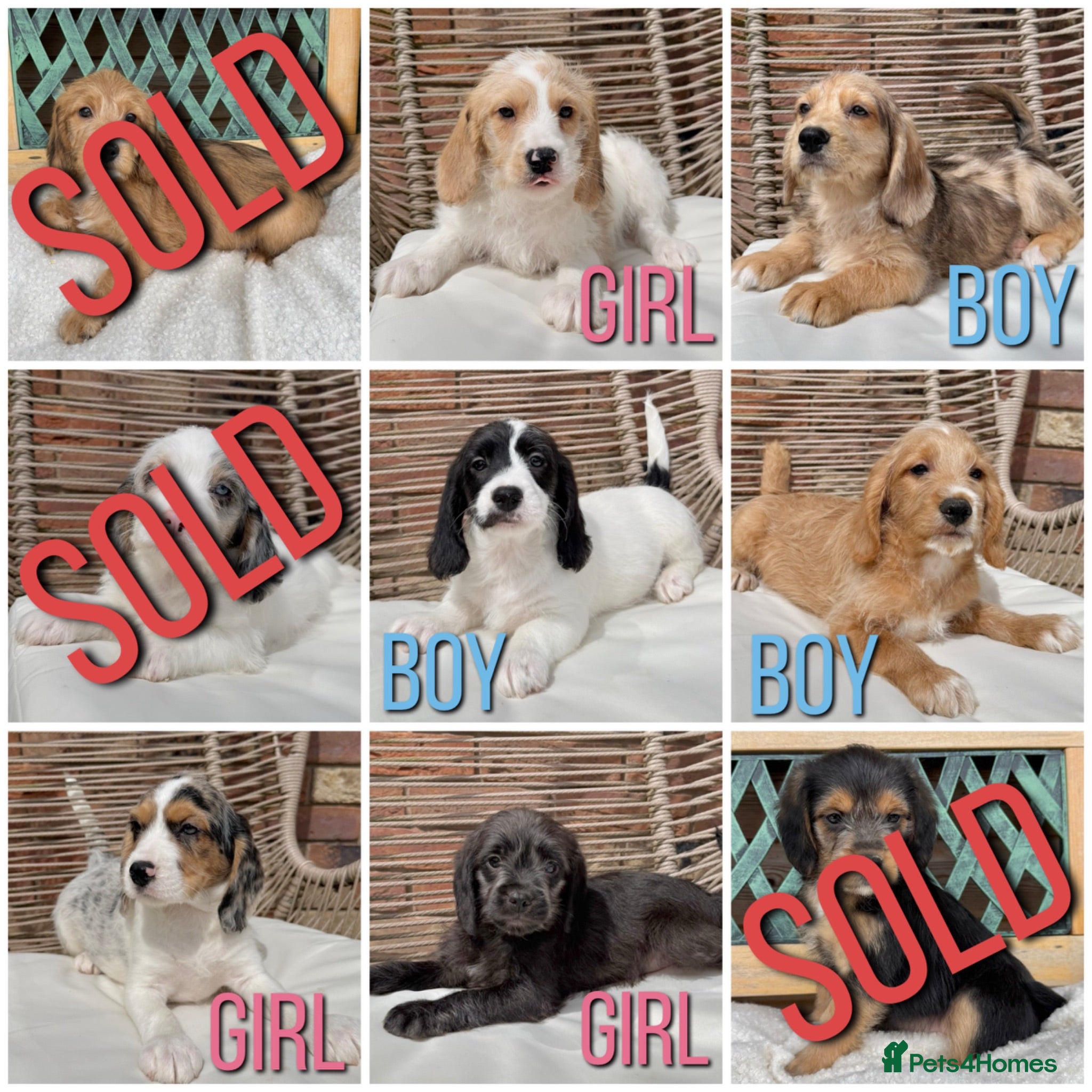 Mixed Breed dogs ⭐️⭐️Poogle Puppies (Beagle x Miniature Poodle)⭐️⭐️ - Advert 1