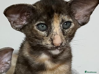 Oriental cats Chocolate Tortie oriental kitten gccf registered - Advert 1