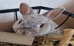 Netherland Dwarf rabbits for sale: 8 week old grey/silver Netherland dwarf female - Image 3