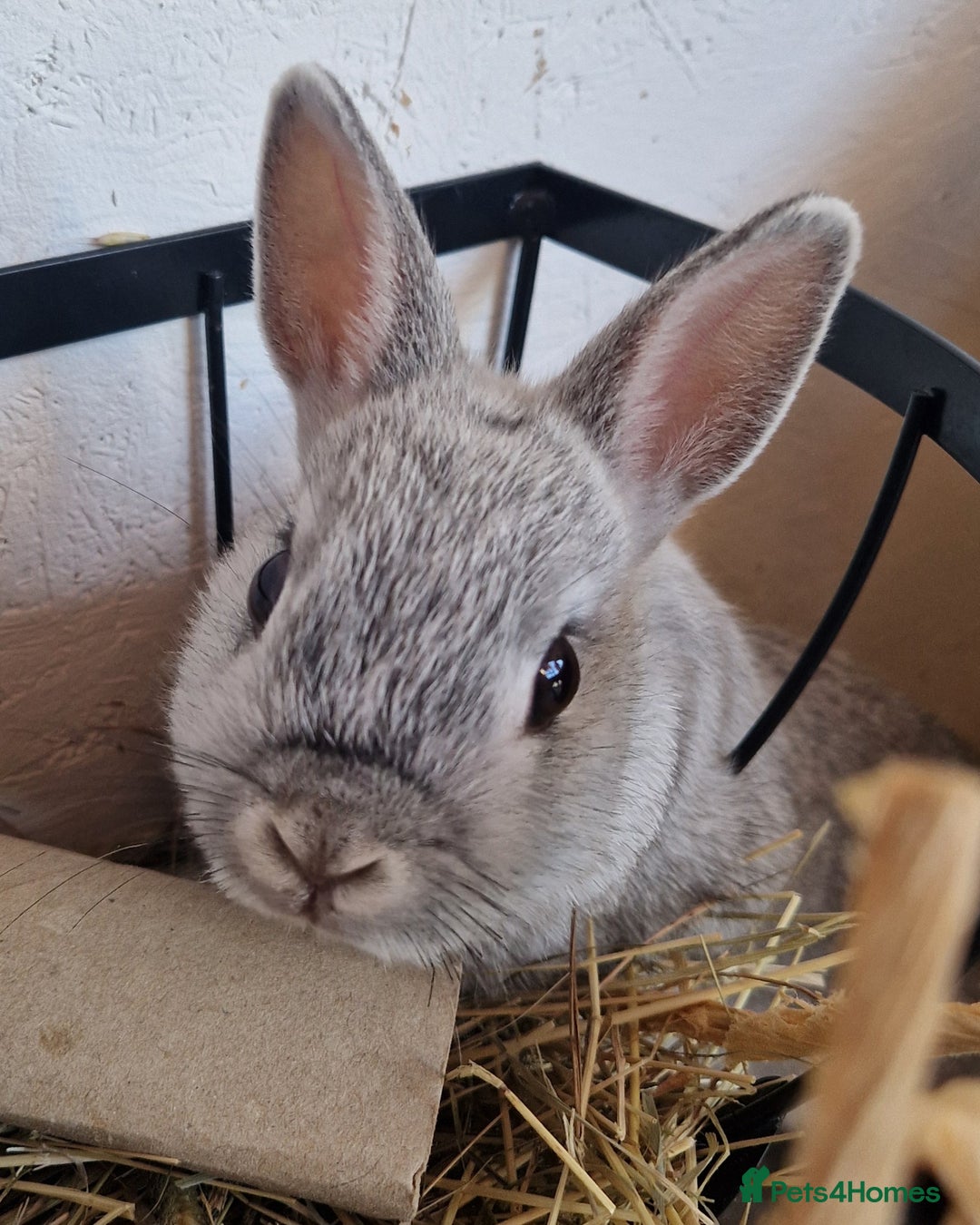 Netherland Dwarf rabbits for sale: 8 week old grey/silver Netherland dwarf female - Image 3