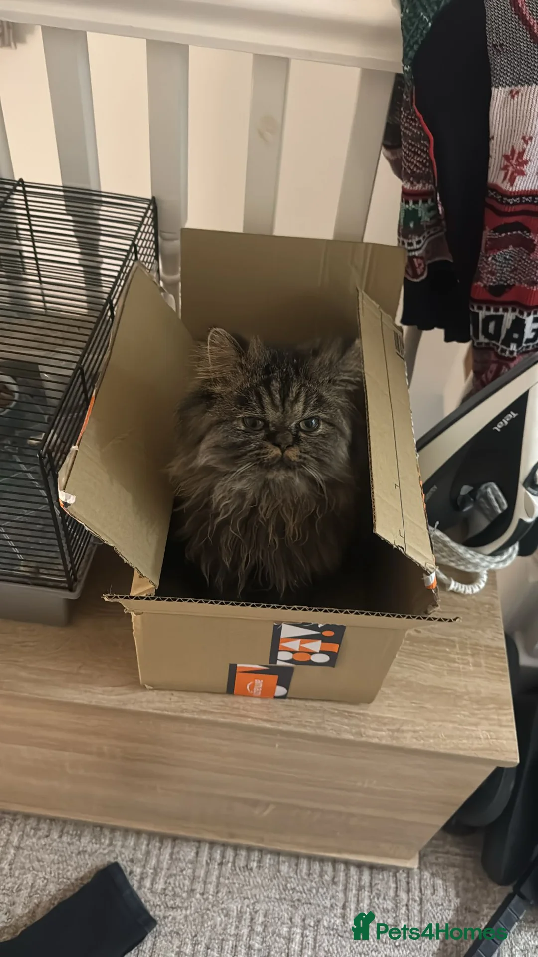 Persian cats for stud: Persian boy for stud duties  - Advert 3