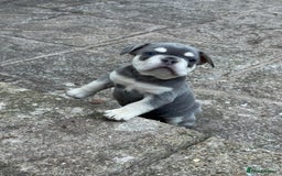 French Bulldog dogs for sale: Blue/fawn french bulldog boys with blue eyes 🐾💙 - Image 4