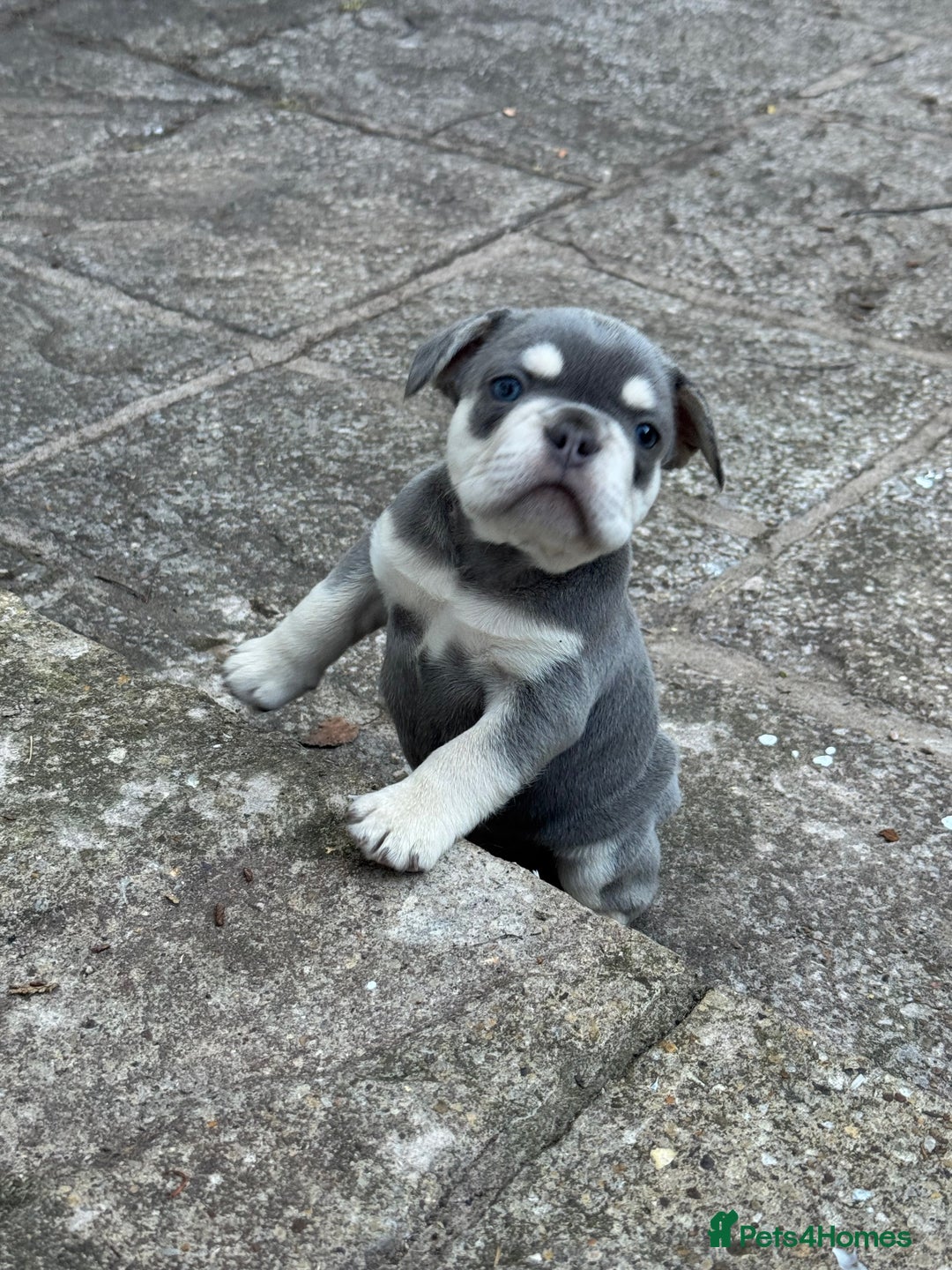 French Bulldog dogs for sale: Blue/fawn french bulldog boys with blue eyes 🐾💙 - Image 4