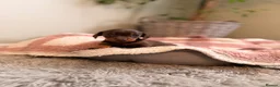 Miniature Dachshund dogs for sale: KC Miniature Smooth Dachshund Puppies - Advert 19