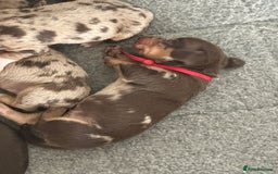 Miniature Dachshund dogs for sale: Smooth haired Miniature Dachshund - Image 22