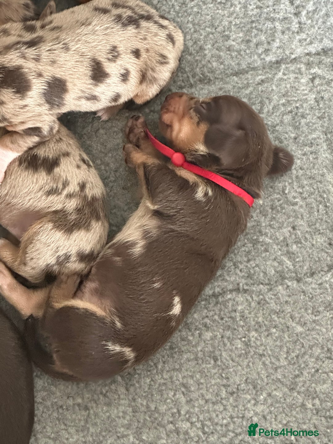 Miniature Dachshund dogs for sale: Smooth haired Miniature Dachshund - Image 22
