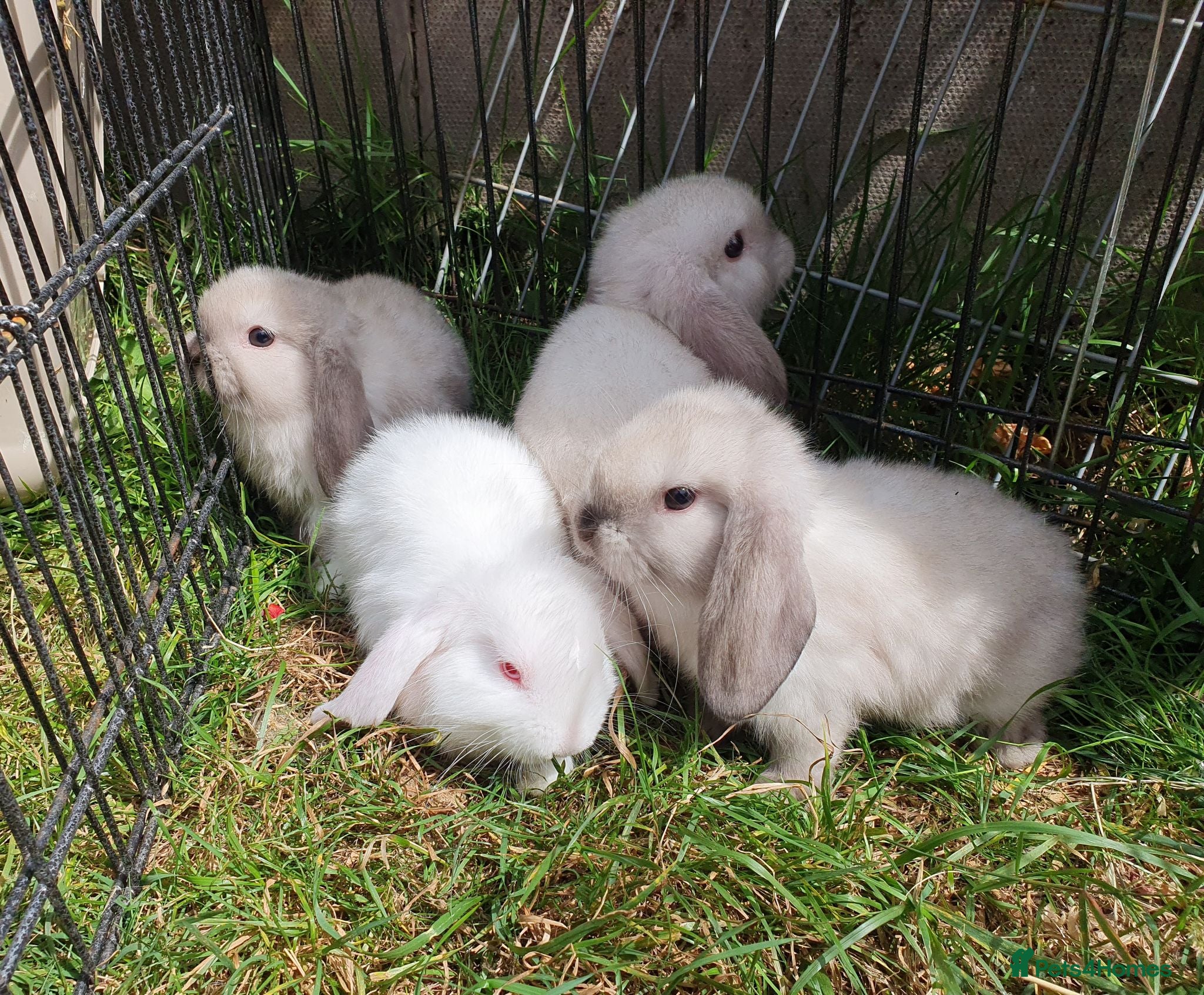 Mini Lop rabbits Friendly baby mini lops  Vaccinated RHD2 - Advert 1