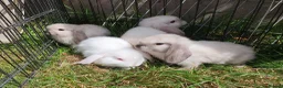 Mini Lop rabbits for sale: Friendly baby mini lops  Vaccinated RHD2 - Advert 10