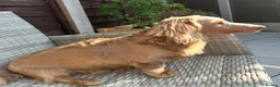 Miniature Dachshund dogs for stud: Long-Haired Miniature Dachshund Stud– Isabella Tan - Advert 14