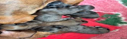 Doxiepoo dogs for sale: Ready 6th October 2 girls 2 boy Doxiepoos  - Advert 32