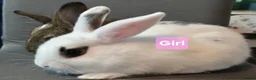 Mixed Breed rabbits for sale: Three Friendly Mixed-Dwarf Kits - Advert 4