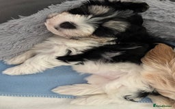 Havanese dogs for sale: 3 Beautiful Havanese Pedigree Puppies - Image 18