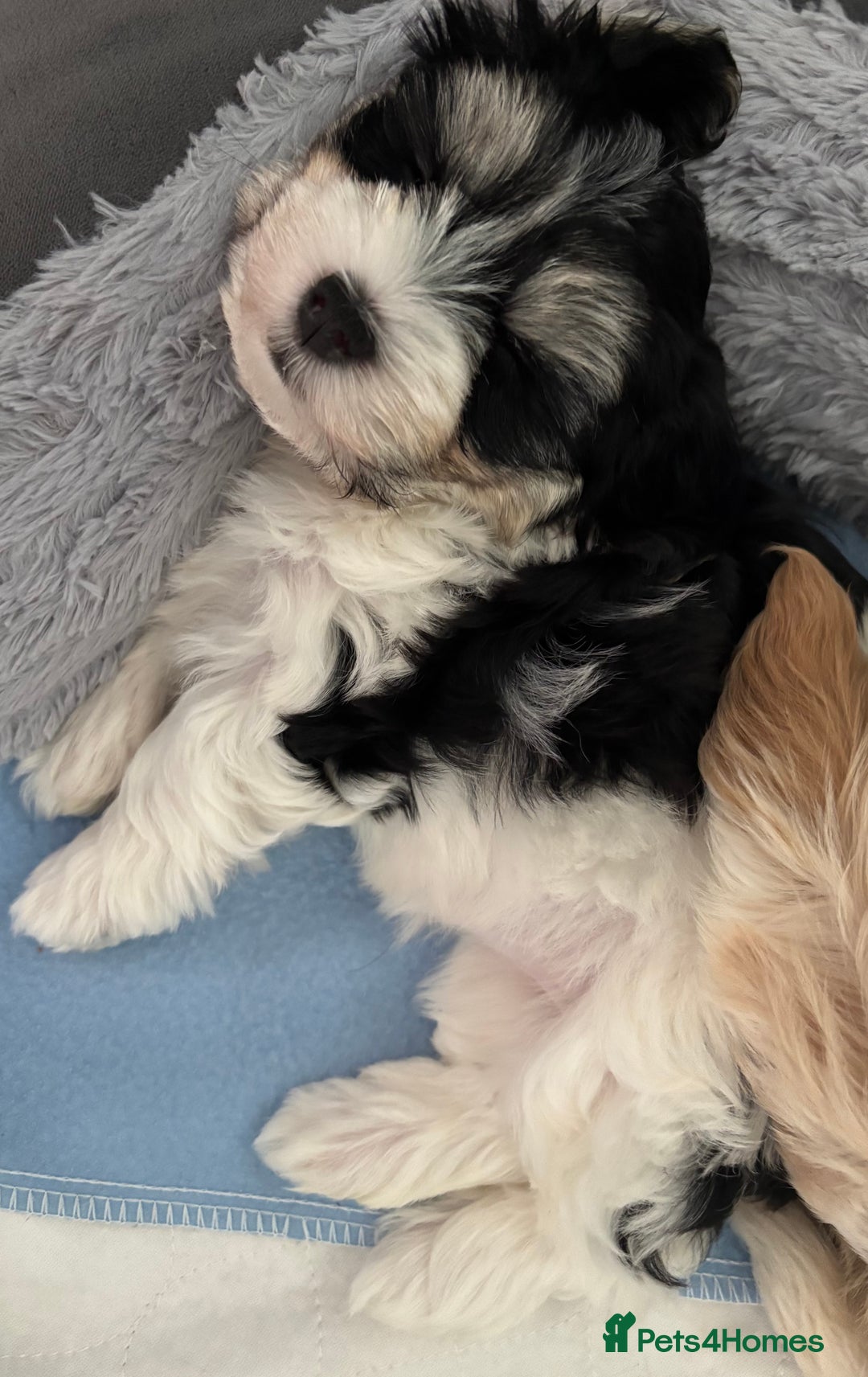 Havanese dogs for sale: 3 Beautiful Havanese Pedigree Puppies - Image 18