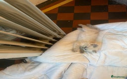 Ragdoll cats for sale: Ragdoll Female Kitten - Advert 3