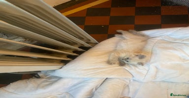 Ragdoll cats Ragdoll Female Kitten - Advert 1