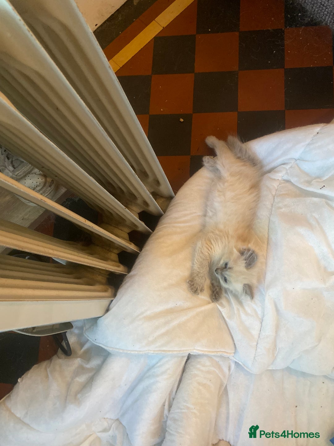 Ragdoll cats for sale: Ragdoll Female Kitten - Advert 3