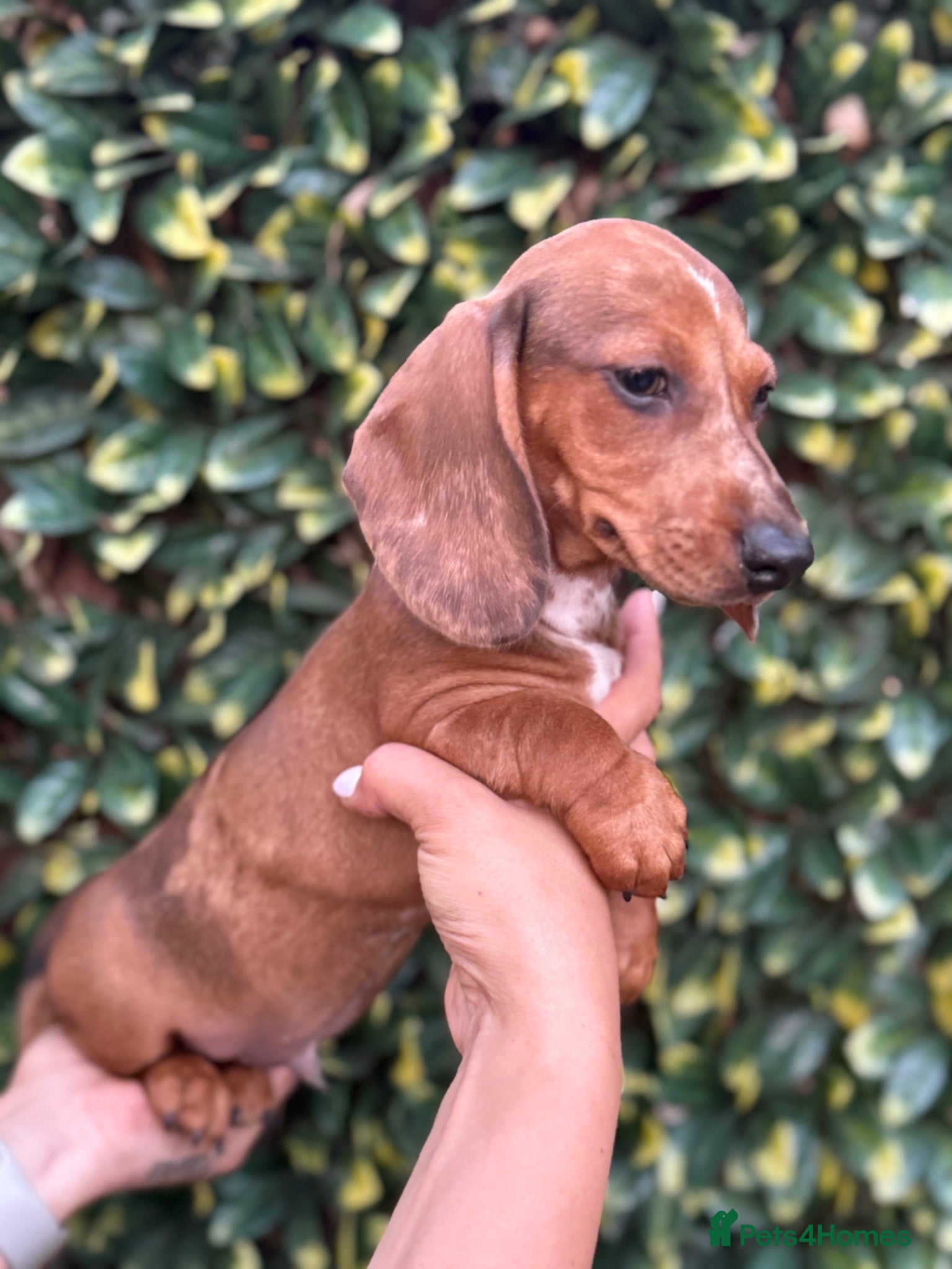 Miniature Dachshund dogs The last pup!   - Advert 11