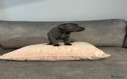 Staffordshire Bull Terrier dogs for sale: Blue Staffordshire Bull Terriers Staffy staffie - Image 11