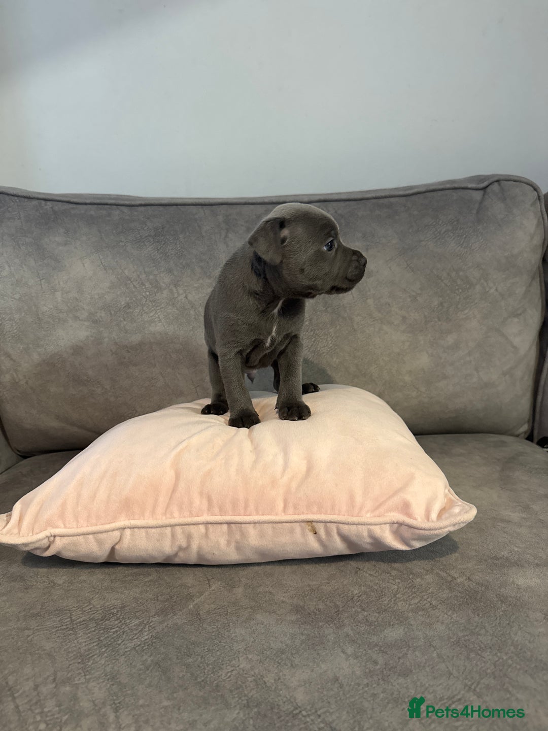 Staffordshire Bull Terrier dogs for sale: Blue Staffordshire Bull Terriers Staffy staffie - Image 11