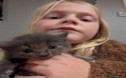 Ragdoll cats for sale: Ragdool x  - Image 4