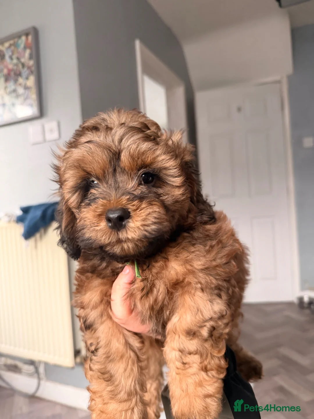 Shihpoo dogs for sale: 3 beautiful baby’s ready for there forever homes  in Doncaster - Advert 26