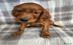 Irish Setter dogs for sale: Out standing litter of kc reg Irish setters - Image 15