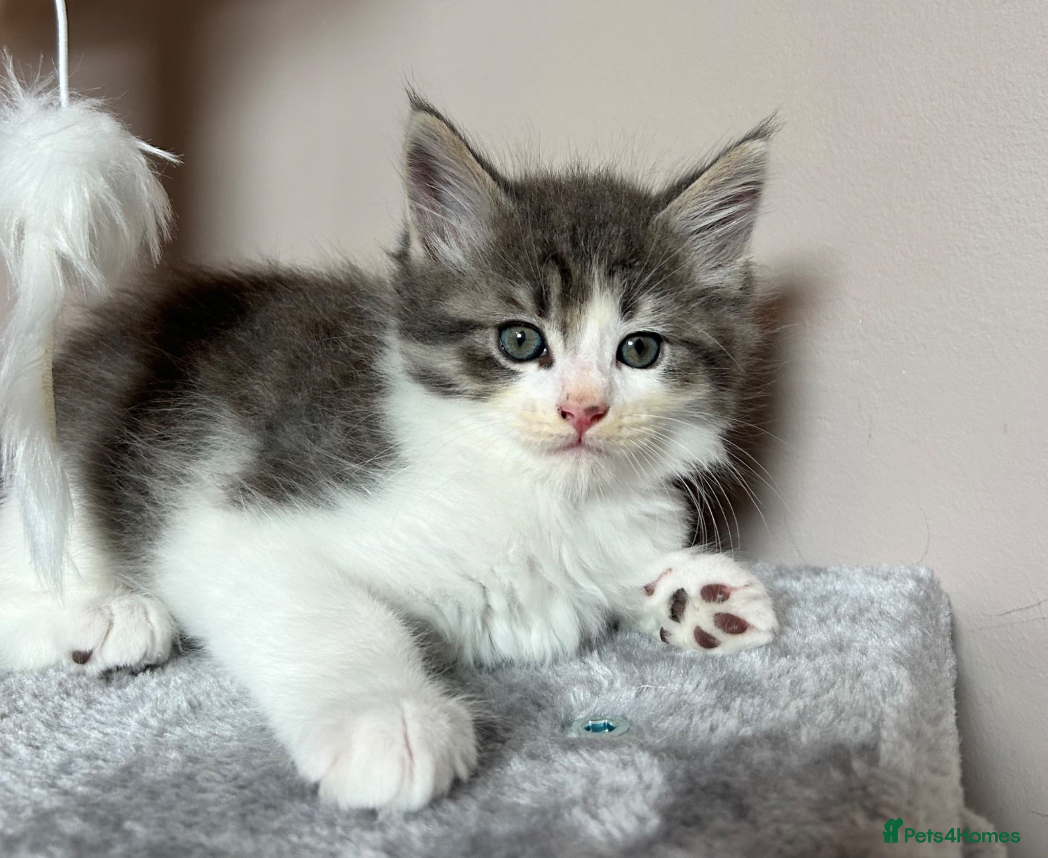 Maine Coon cats Maine Coon x Persian/Ragdoll Mix - Advert 4