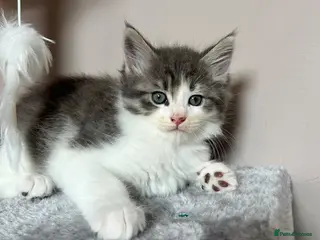 Maine Coon cats Maine Coon x Persian/Ragdoll Mix - Advert 4
