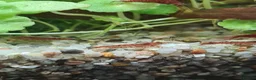 Shrimps fish for sale: 🔥Juvenile RED & BLUE SHRIMP 🦐 + a free plant 🍃 - Advert 18