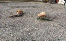 Labrador Retriever dogs for sale: Quality kc Labrador puppies 4 Males Ready Now - Image 4