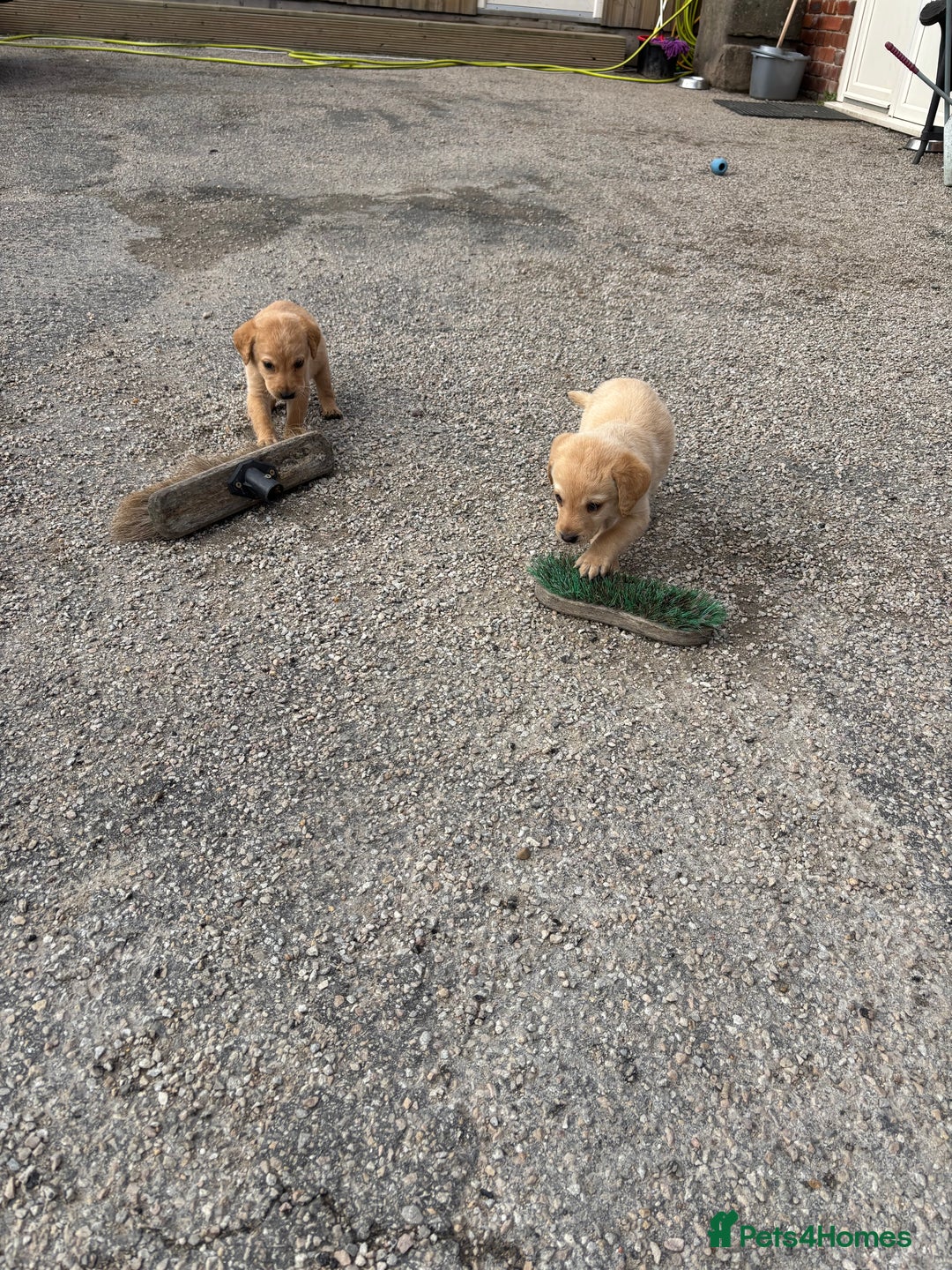 Labrador Retriever dogs for sale: Quality kc Labrador puppies 4 Males Ready Now - Image 4