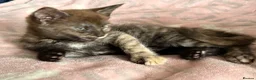 Maine Coon cats for sale: Maine Coon Cross Kittens - Advert 18