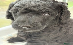 Standard Poodle dogs for sale: Standard poodle puppies - Image 9