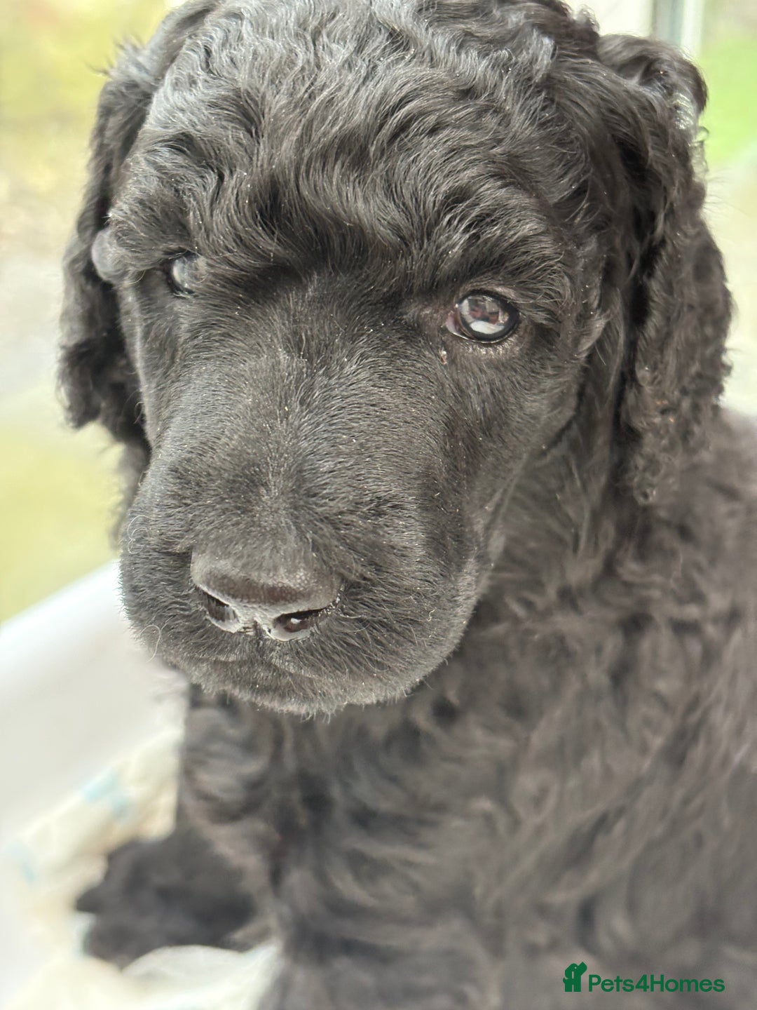 Standard Poodle dogs for sale: Standard poodle puppies - Image 9
