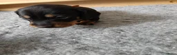 Dachshund dogs for sale: Dachshund Puppies in Redditch - Advert 12