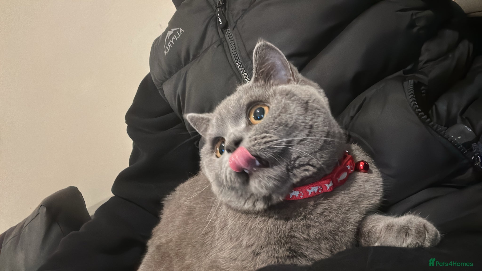 British Shorthair cats Lucy Short British Hair - Advert 1