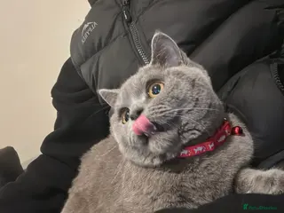 British Shorthair cats Lucy Short British Hair - Advert 1