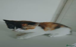 Mixed Breed cats for sale: Lovely beautiful kittens, robust, healthy - Image 5