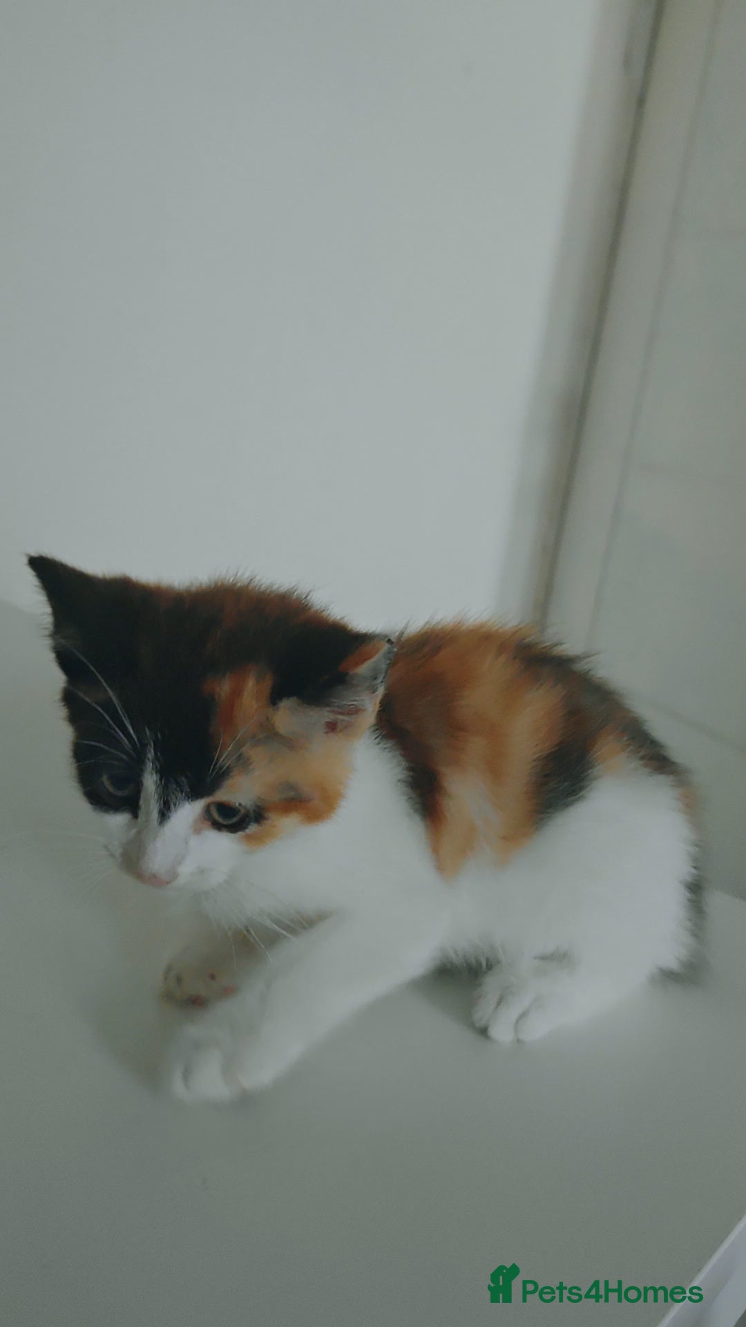 Mixed Breed cats for sale: Lovely beautiful kittens, robust, healthy - Image 5