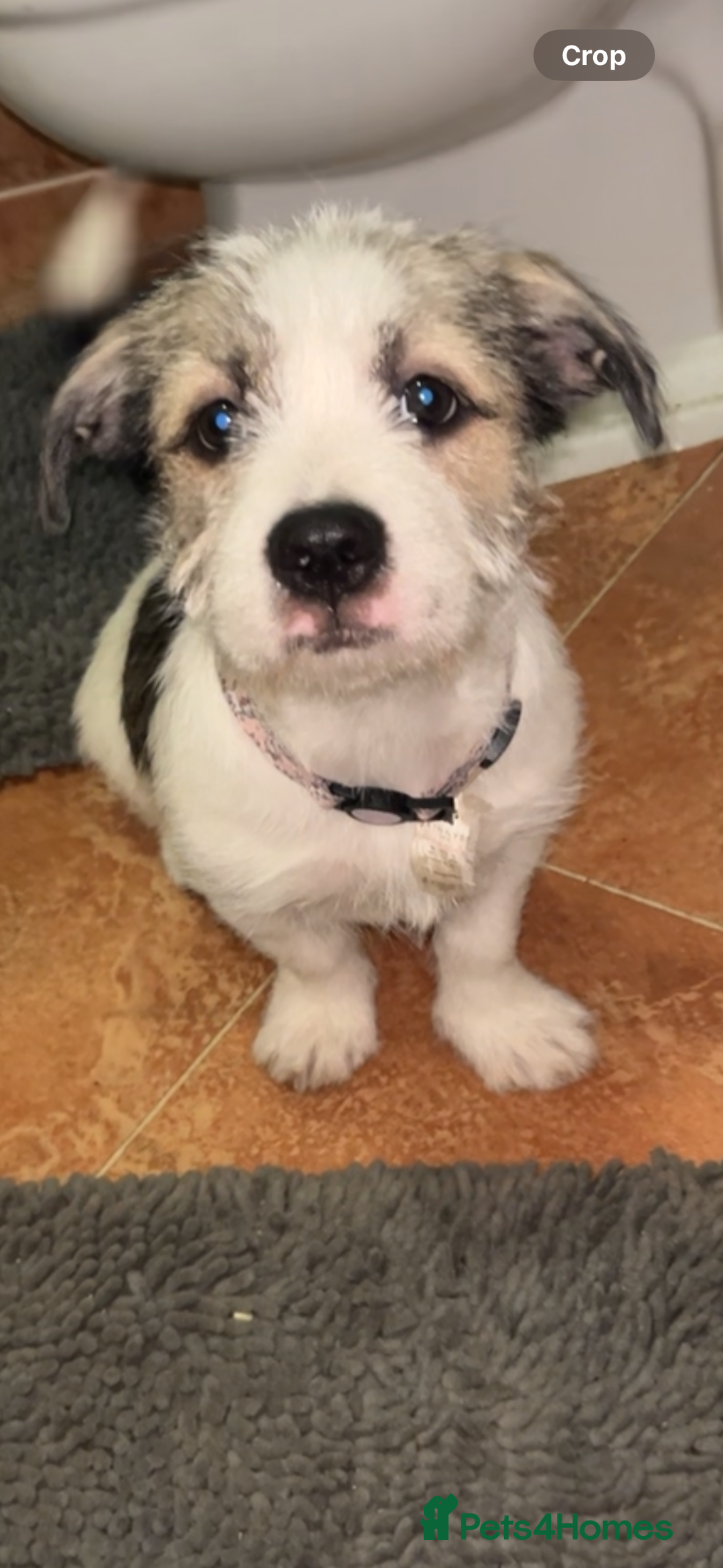 Mixed Breed dogs for sale: American bull X shitzu - Image 3