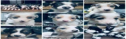 Border Collie dogs for sale: Beautiful Harlequin Merle Tri Border Collie Pups - Advert 2
